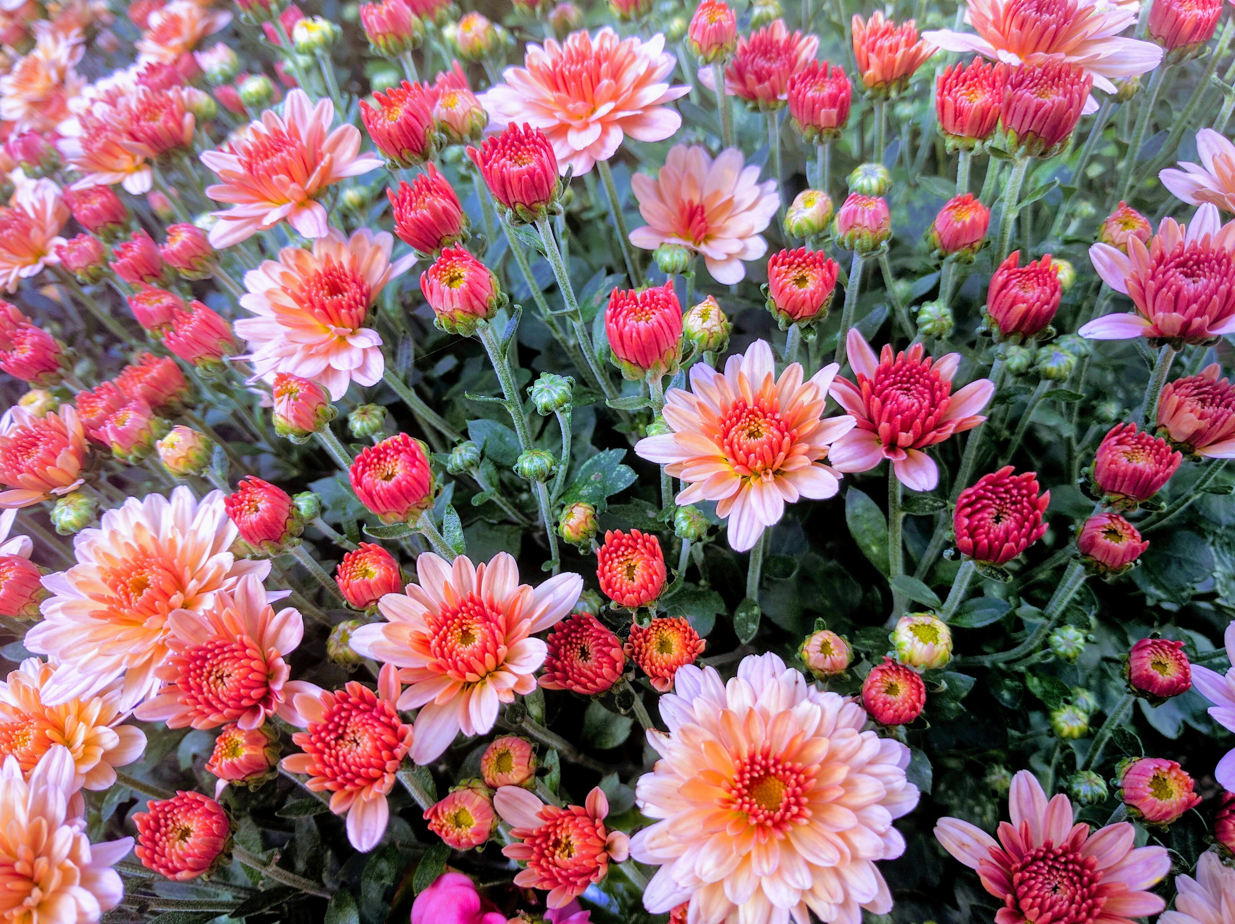 Free Unsplash photo from Peter Stevenson