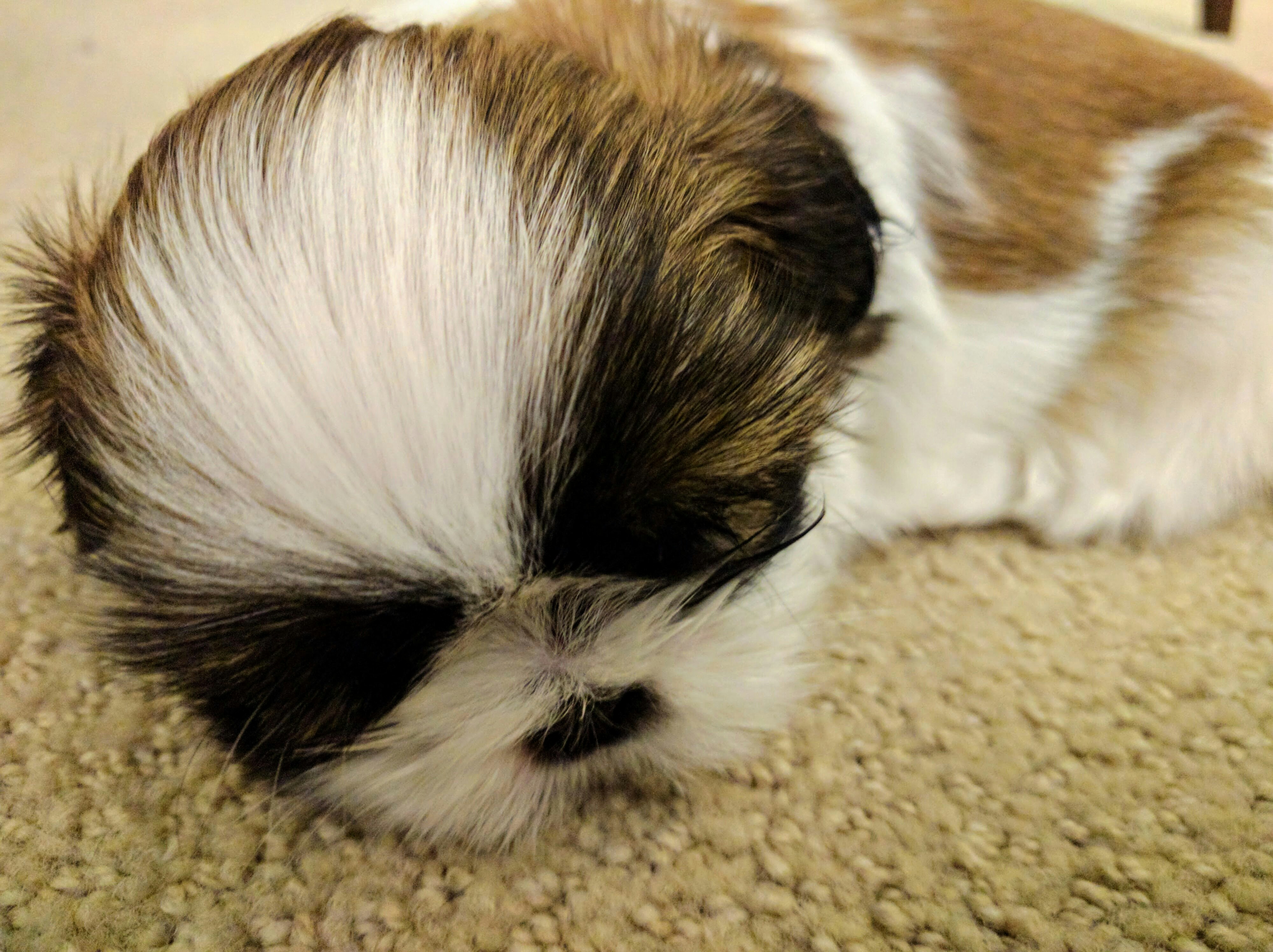 Free Unsplash photo from Peter Stevenson