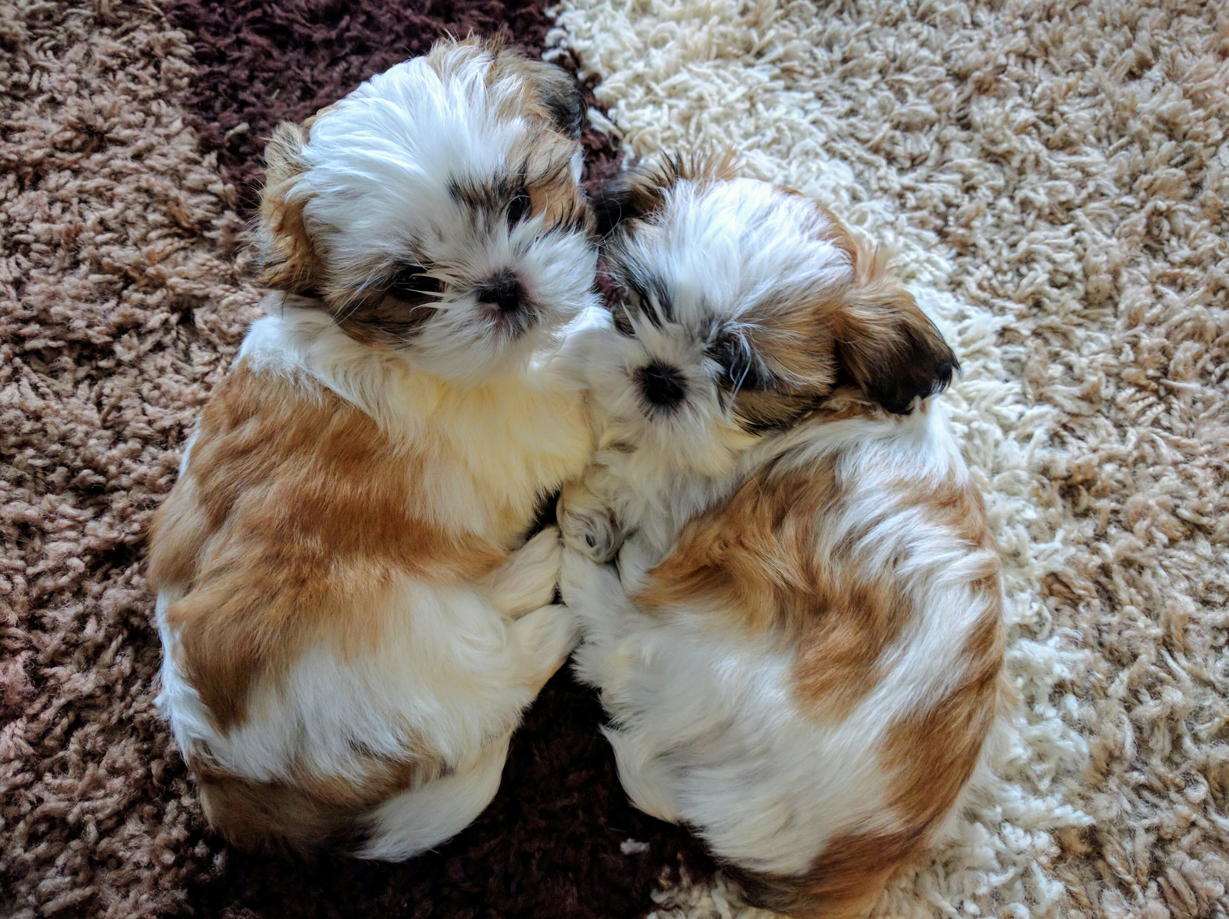 Free Unsplash photo from Peter Stevenson