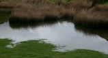 A peaceful natural pond surrounded by wildflowers and reeds.