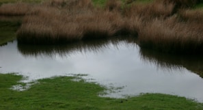 A peaceful natural pond surrounded by wildflowers and reeds.