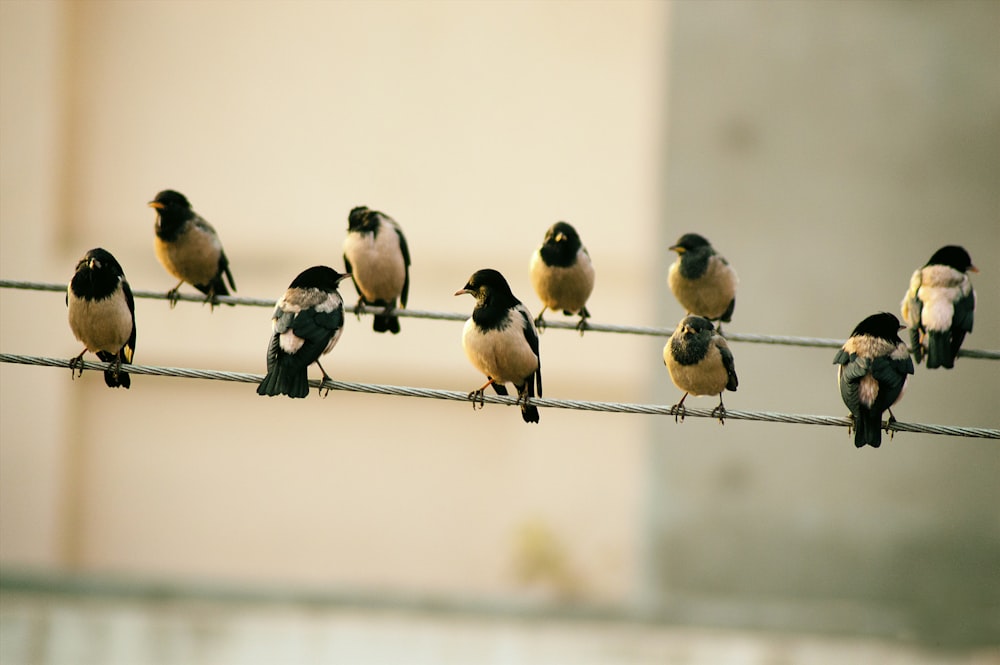 Diez pájaros se sientan en el alambre