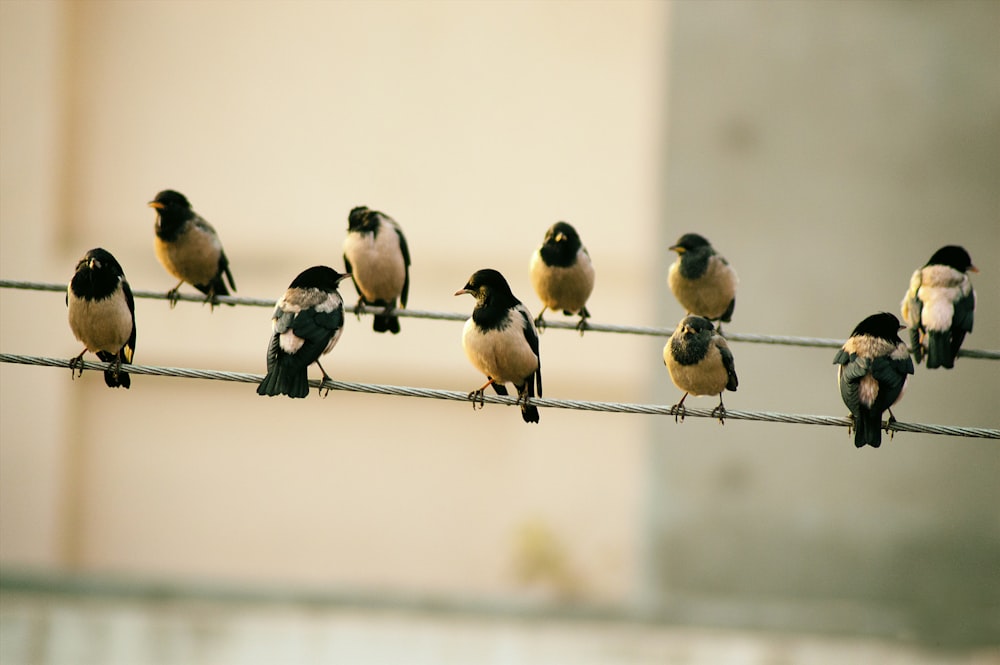 10羽の鳥がワイヤーに座っている