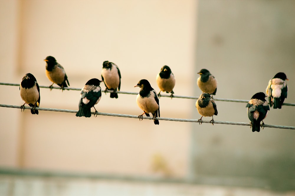 ten birds sits on wire
