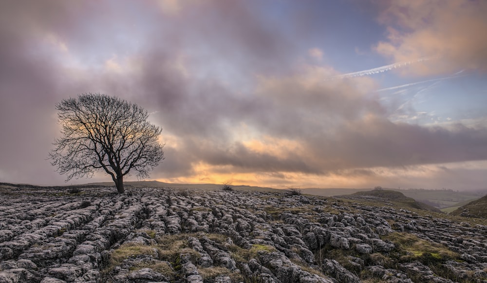 bare tree on field under grey clouds