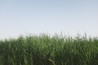 A calming gif showing green crops swaying softly in the breeze under a clear sky.