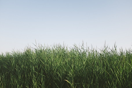 A calming gif showing green crops swaying softly in the breeze under a clear sky.