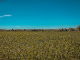 A peaceful farm landscape with fields of diverse crops stretching to the horizon.