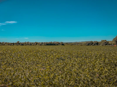 A peaceful farm landscape with fields of diverse crops stretching to the horizon.