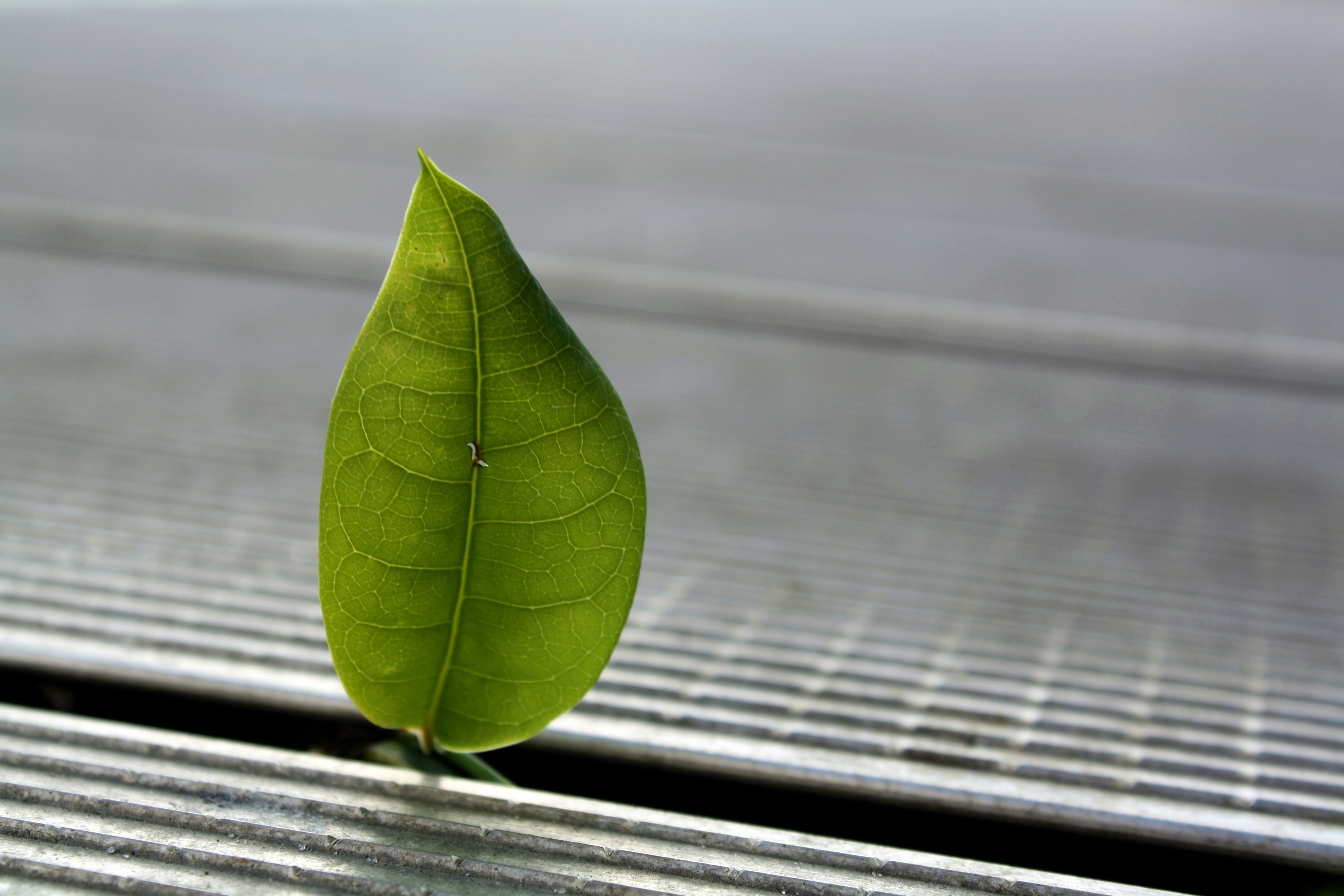 Free Unsplash photo from Michael Afonso