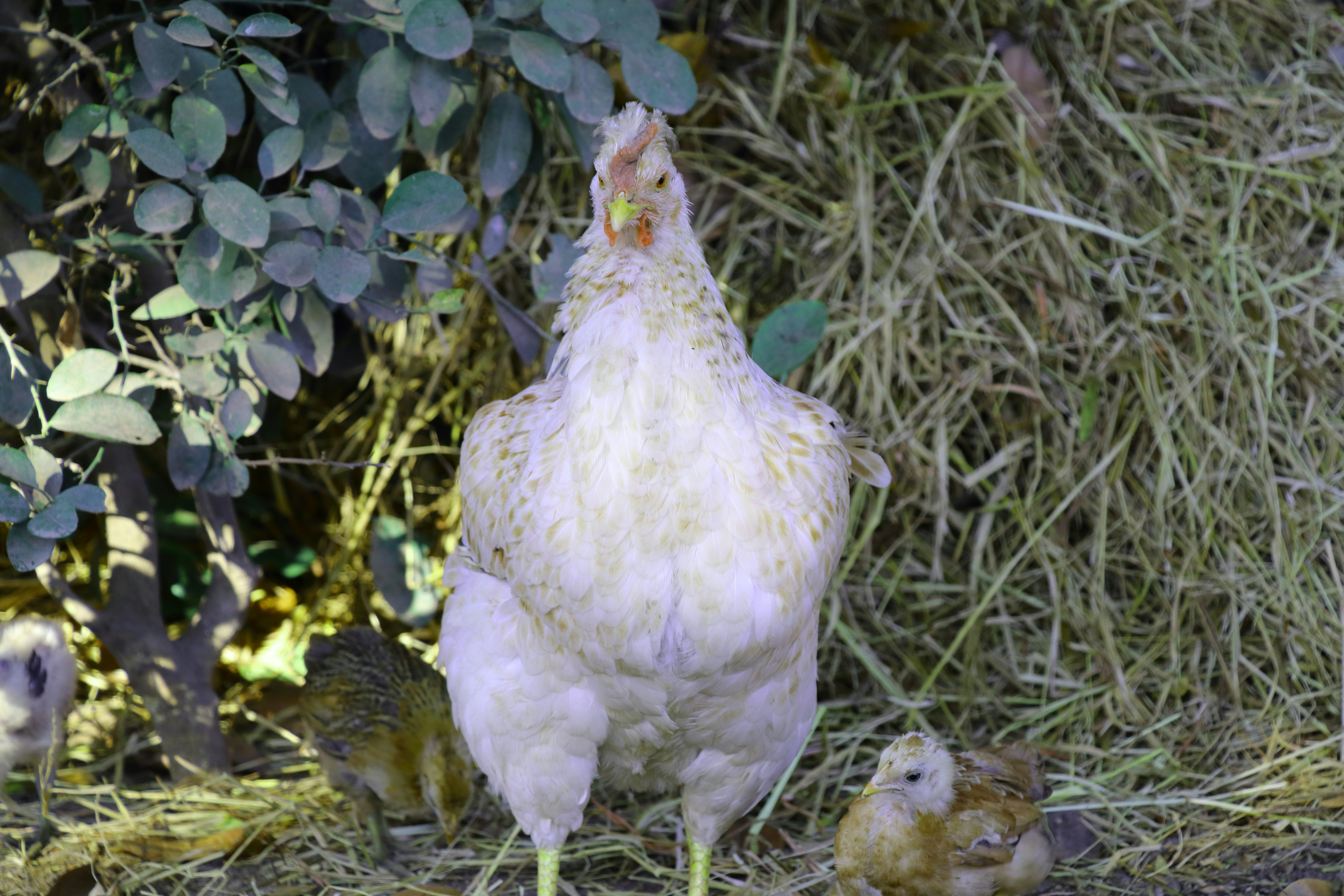 Free Unsplash photo from Nikhil Darji