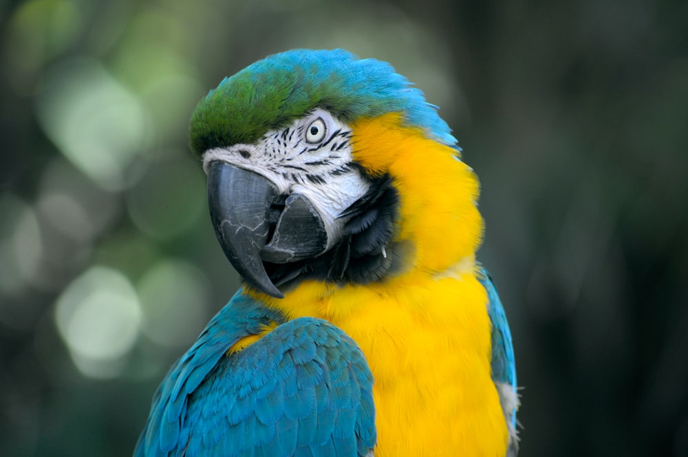 Macro of a parrot with vibrant blue,yellow and green colors cocking its head to the side