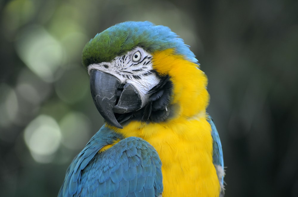 closeup of yellow and teal parrot