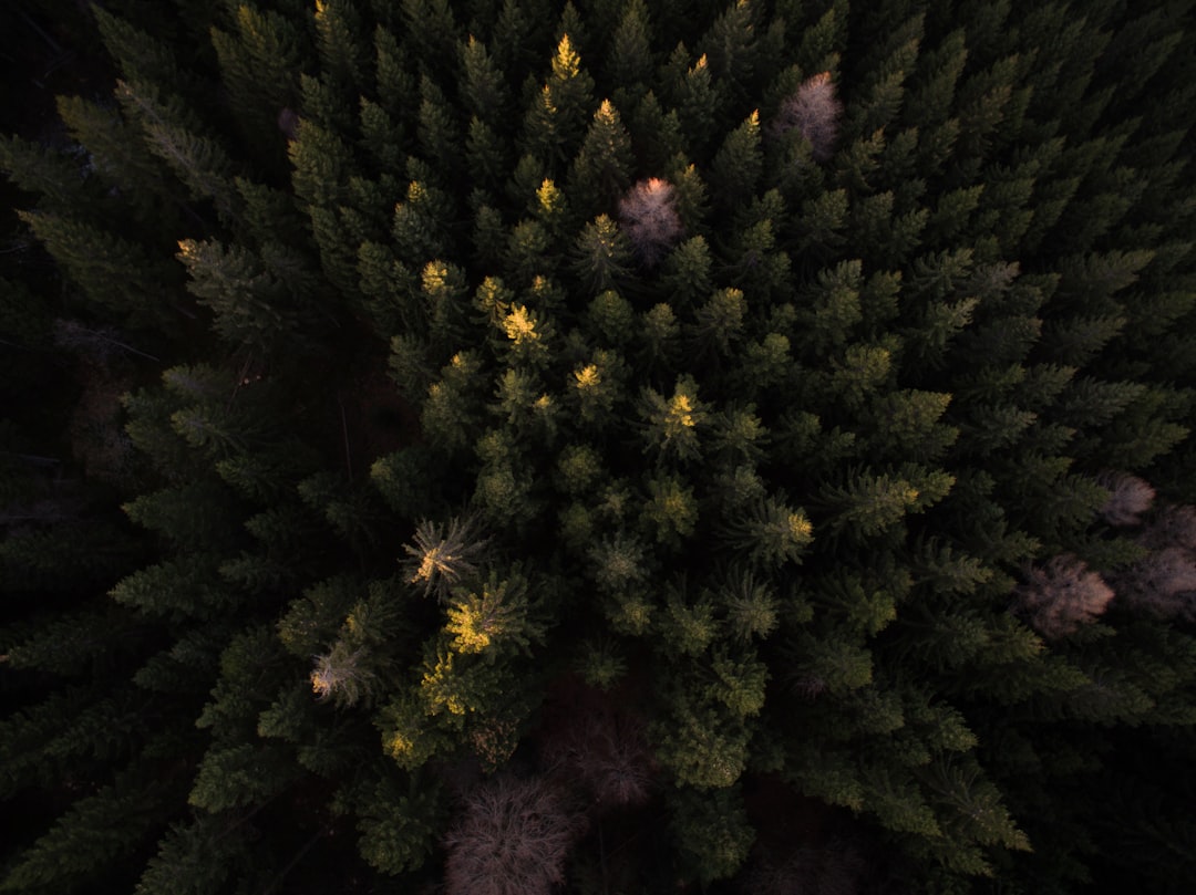 bird's eye view photography of trees