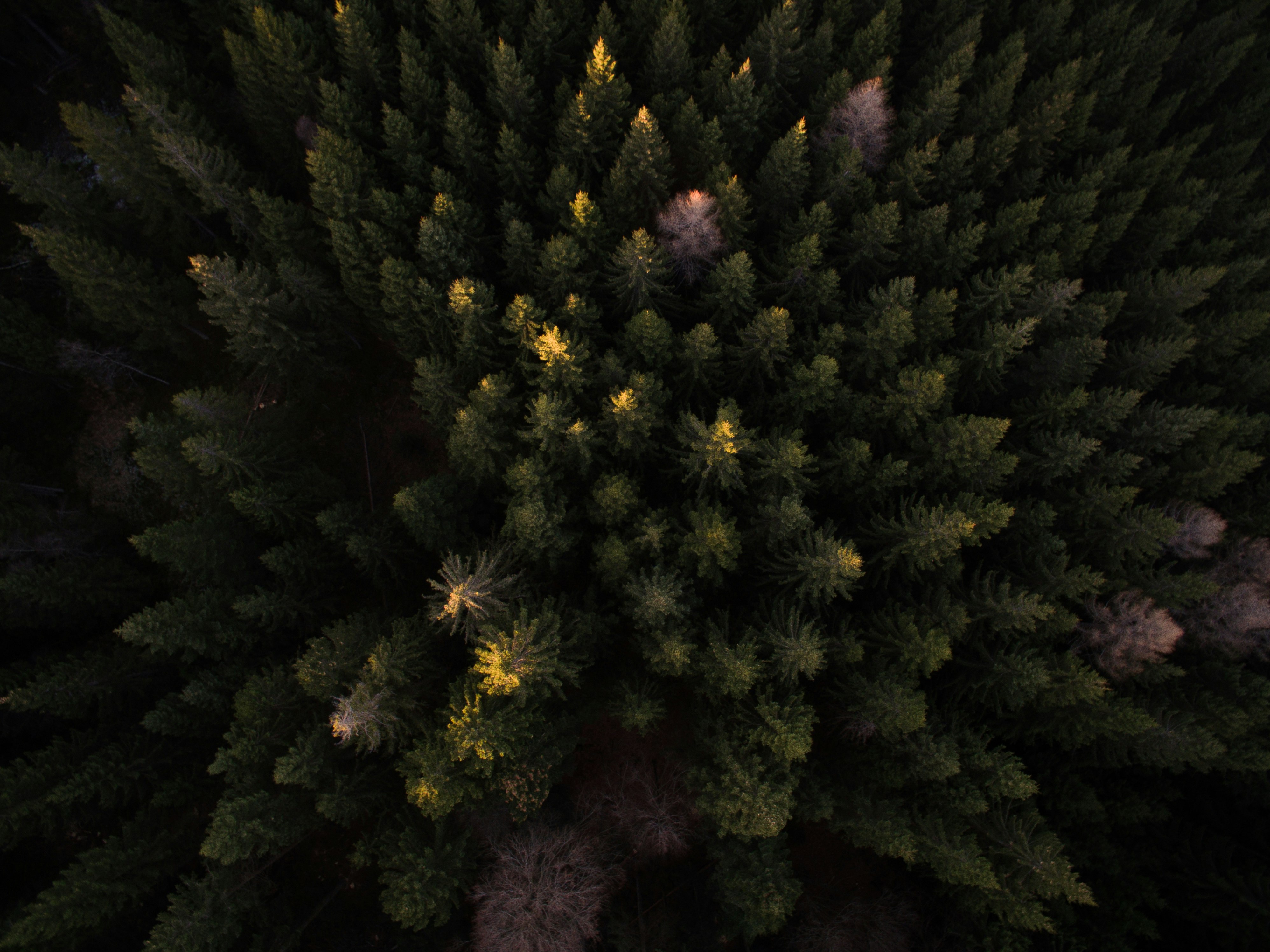 bird's eye view photography of trees