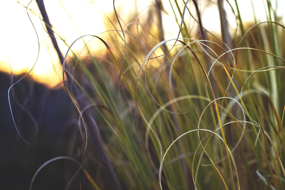 herbes hautes vertes