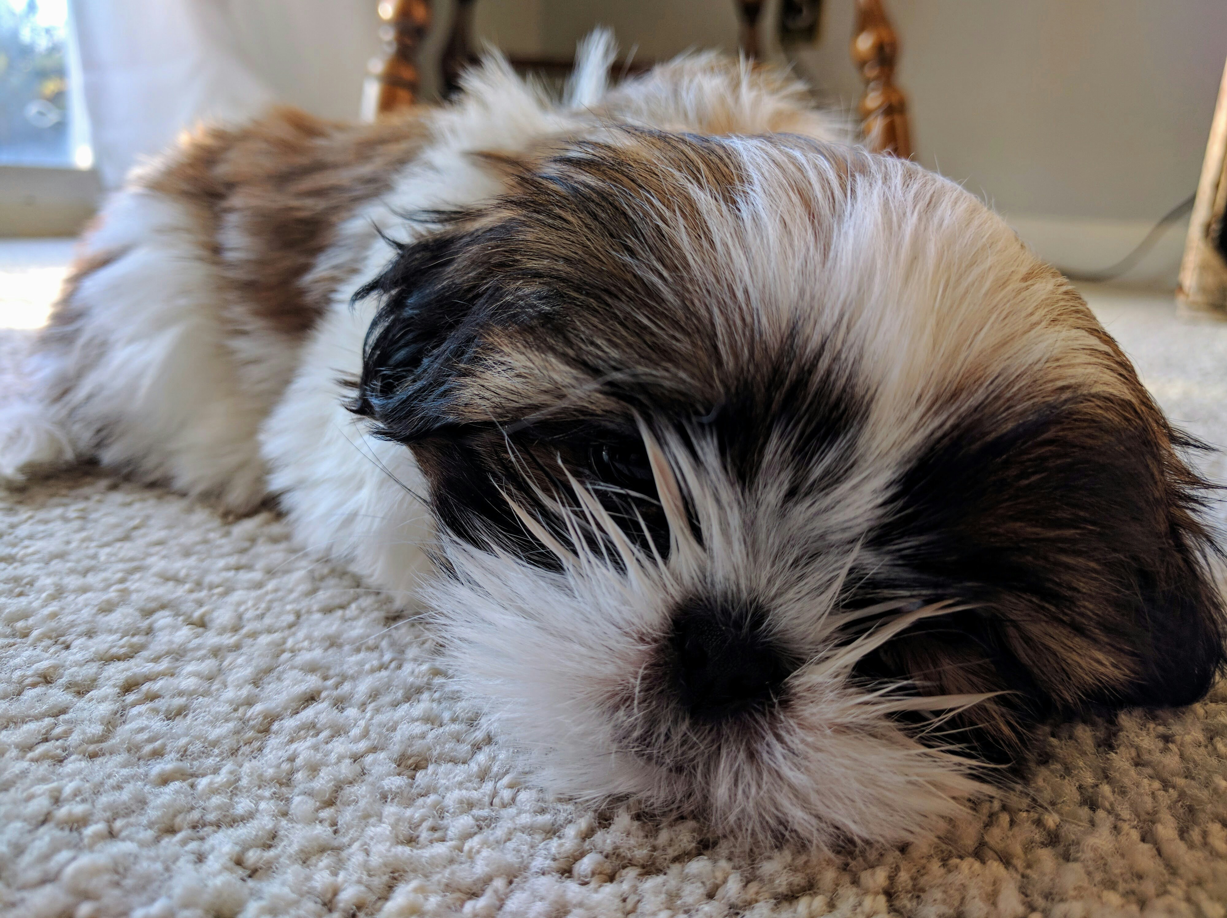 Free Unsplash photo from Peter Stevenson