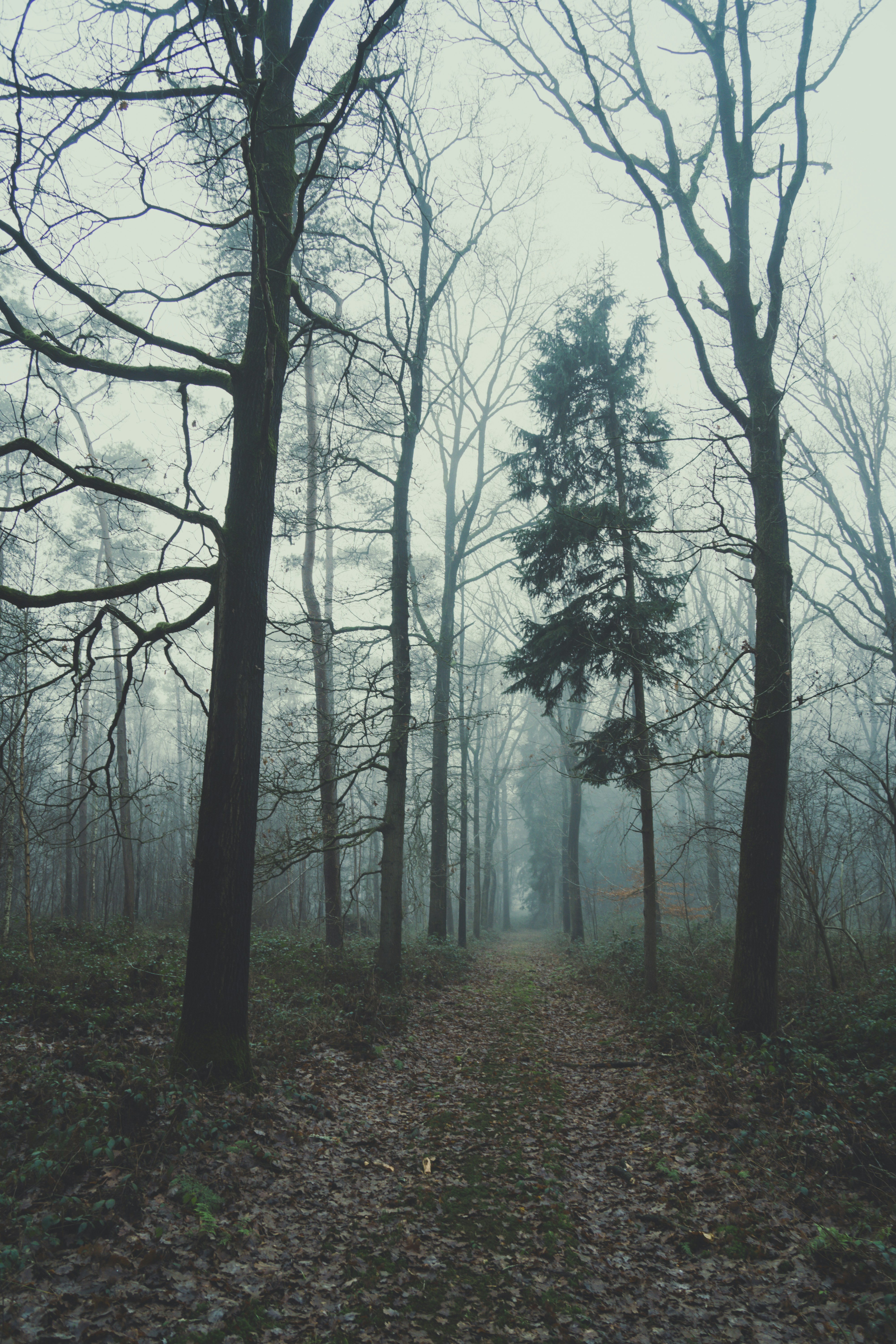 Free Unsplash photo from Thomas Claeys