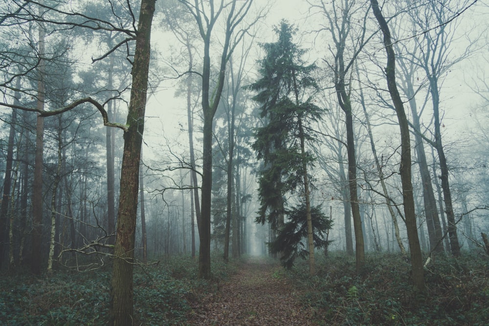 green forest under gray sky during daytime