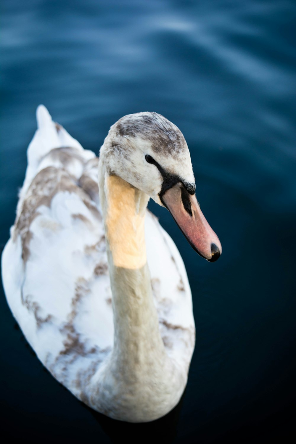 white and black swan on body of water