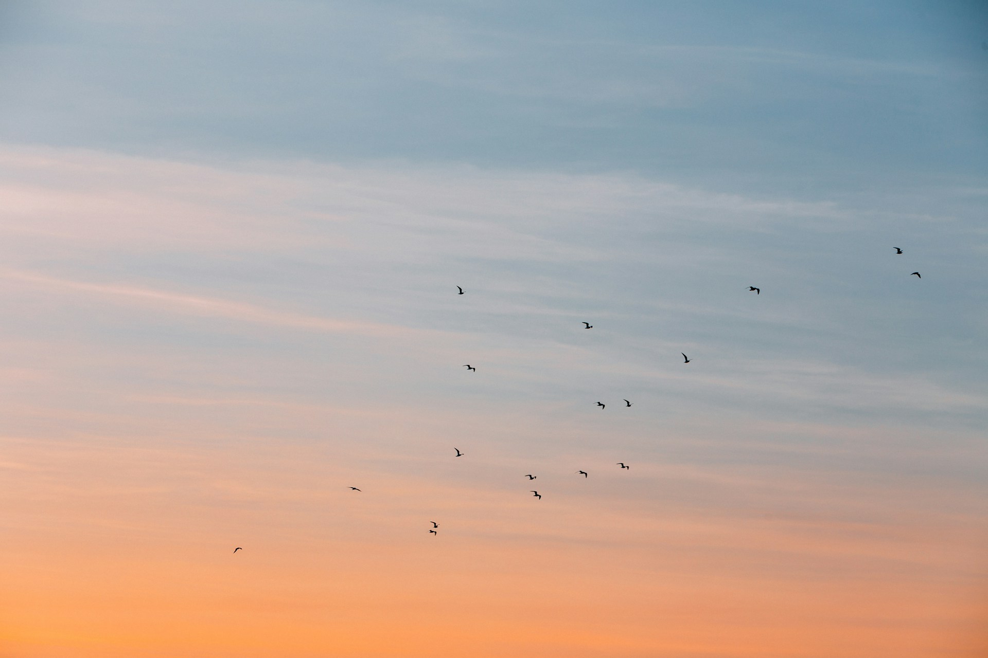 flock of bird at the blue and orange skies