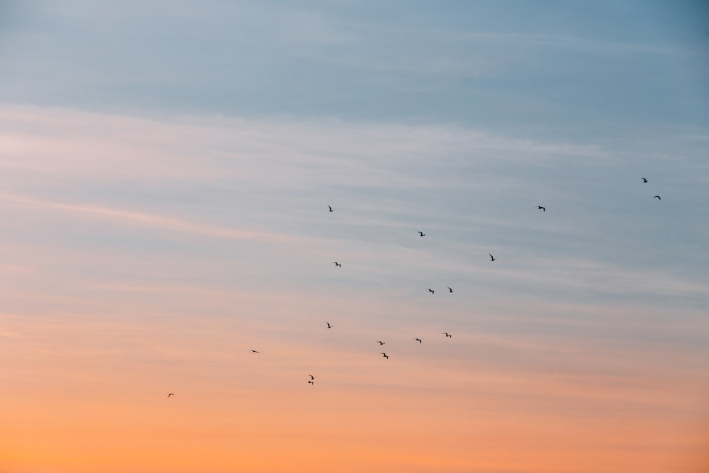 Vogelschwarm am blauen und orangefarbenen Himmel
