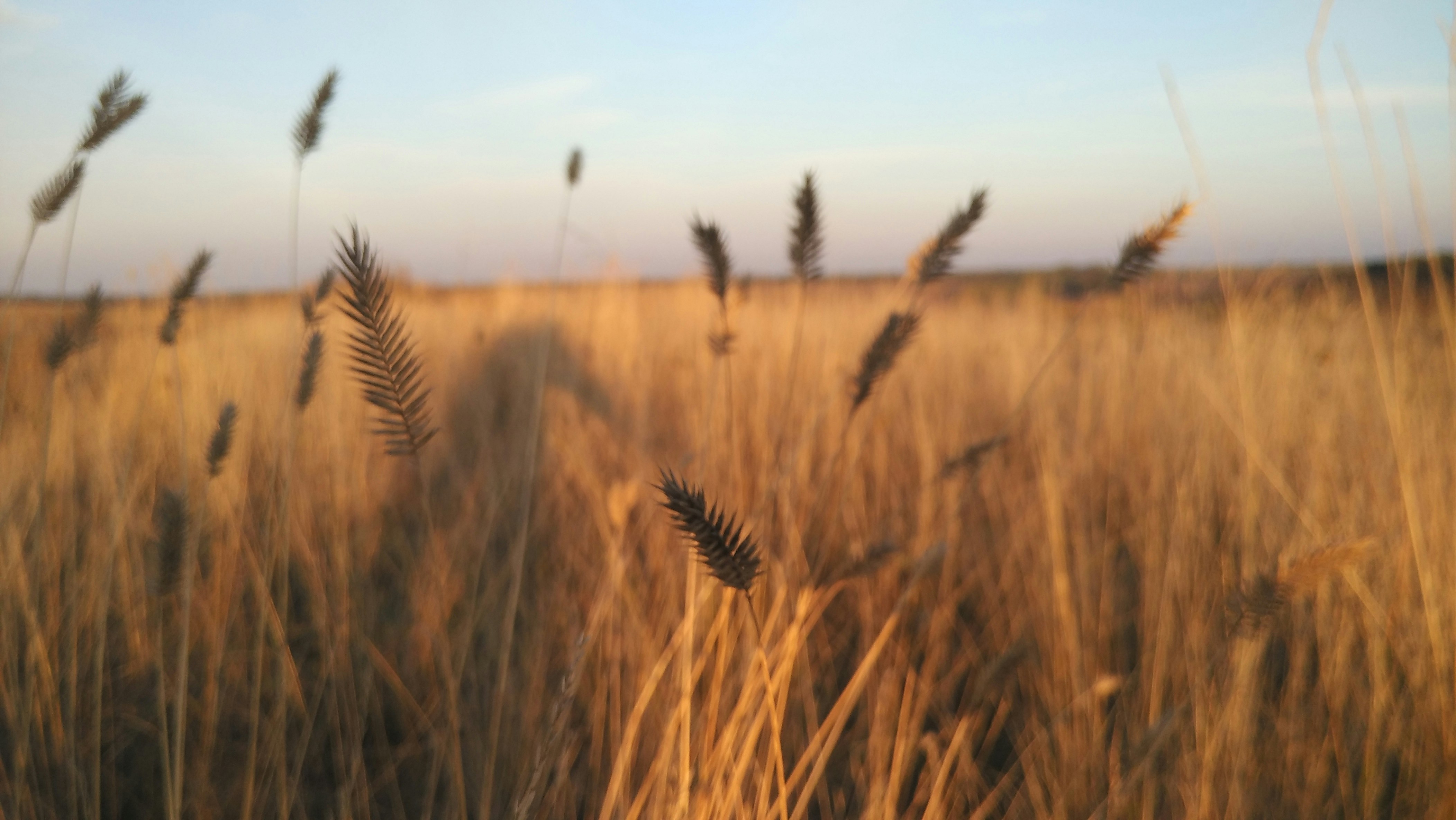 Free Unsplash photo from Stas Yeremenko