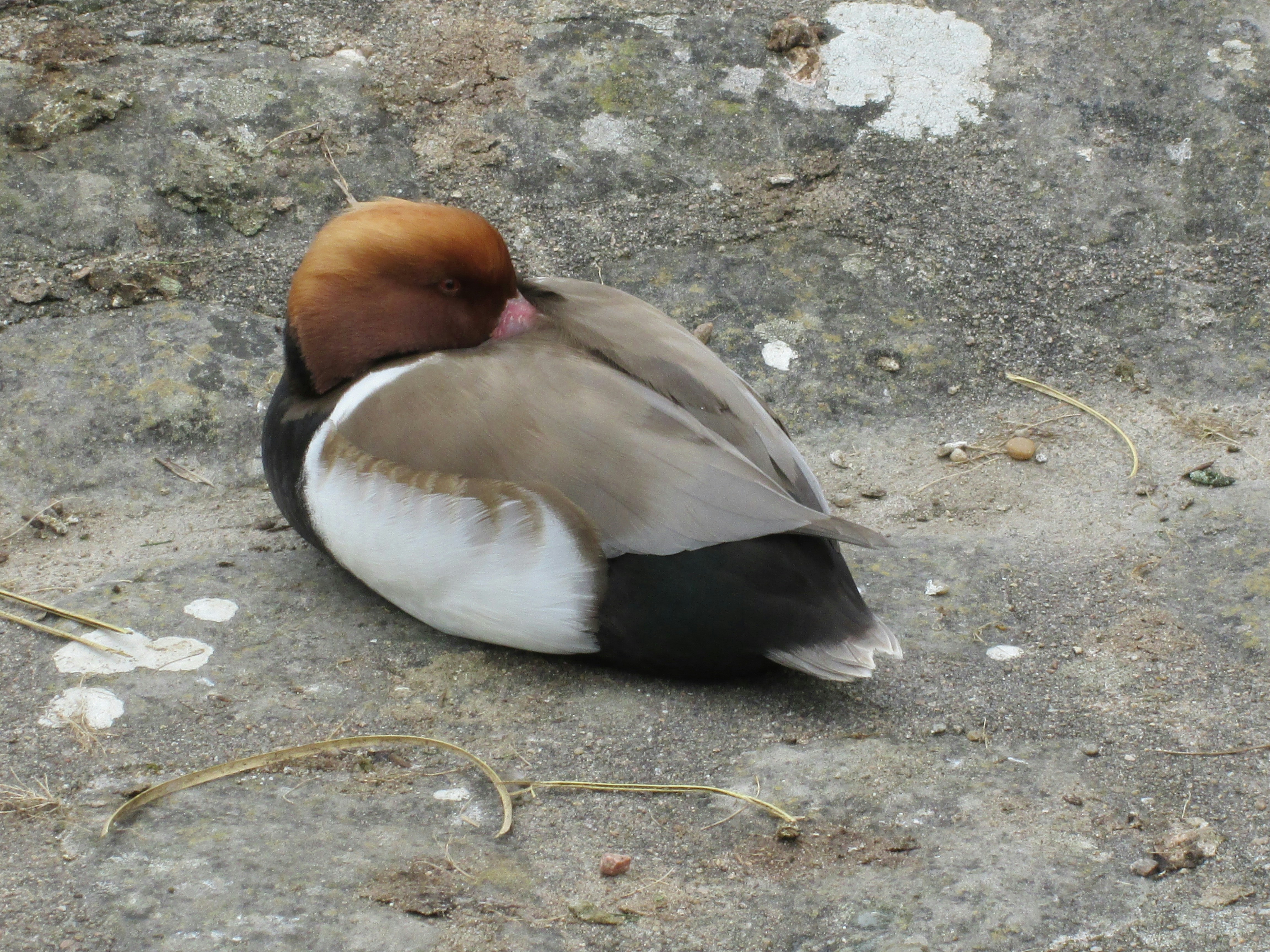 Free Unsplash photo from Estrella звезда́