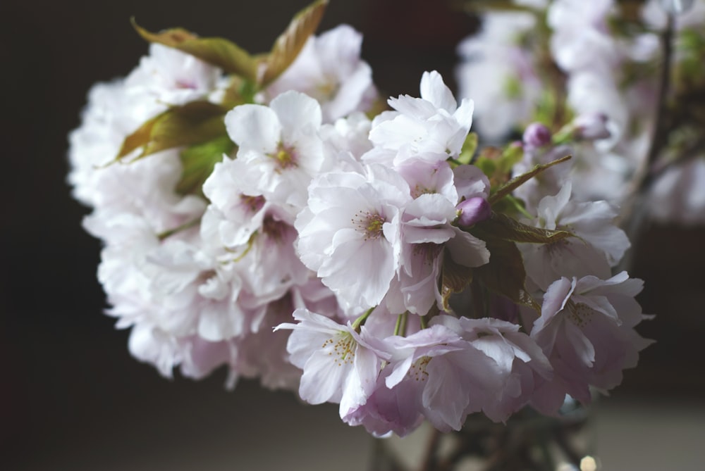 white-and-pink petaled flowers