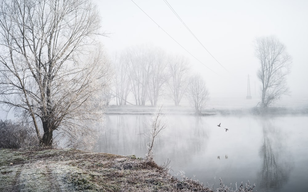 body of water near bare trees