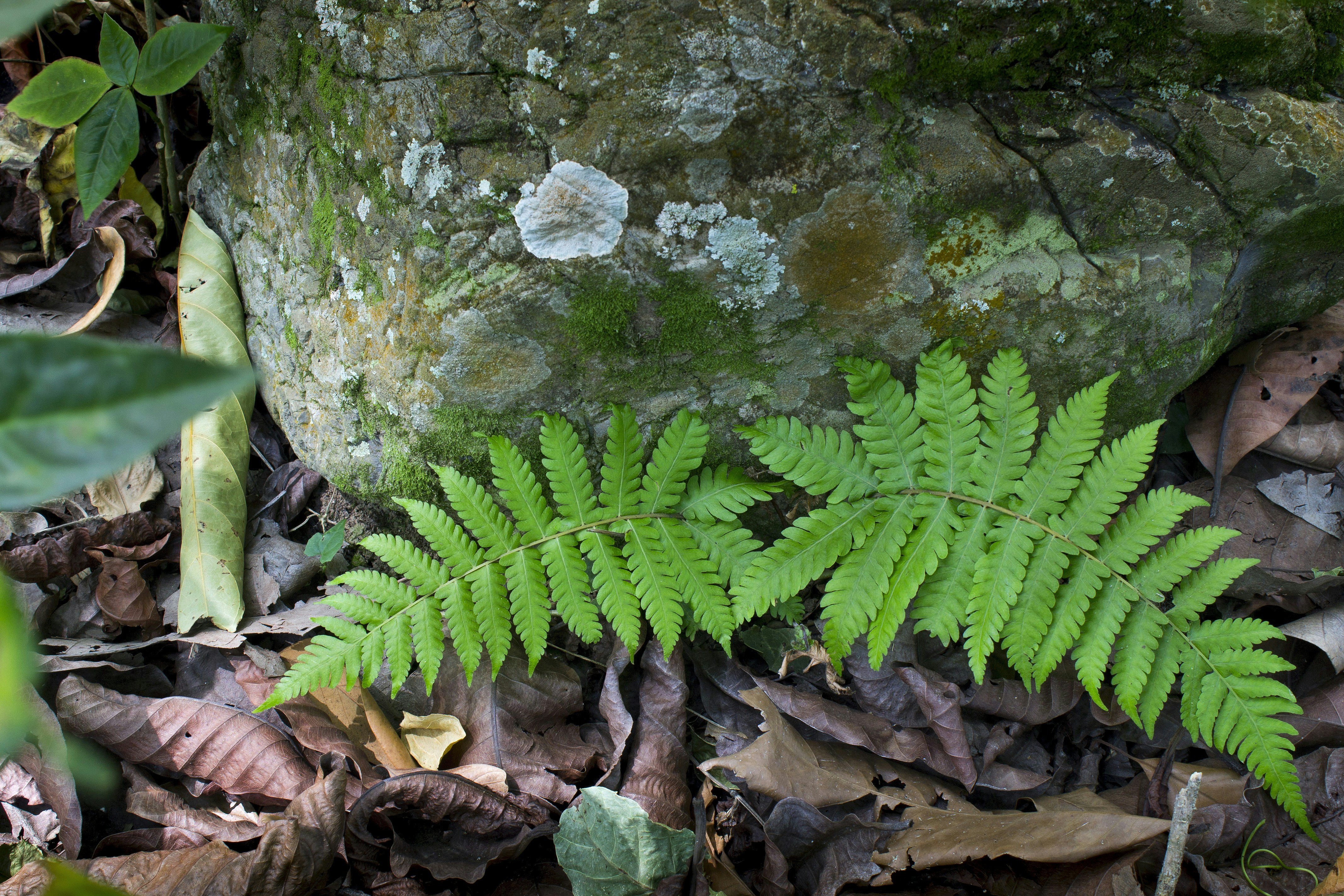 Free Unsplash photo from Víctor Jesús Carrasco