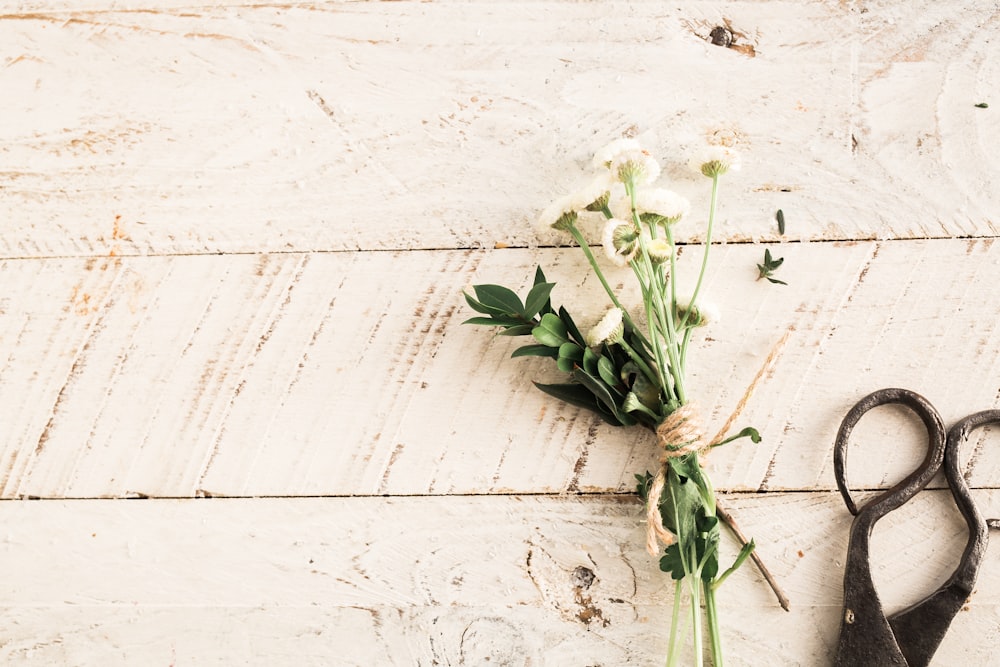 white flower and black scissors on white surface close-up photography