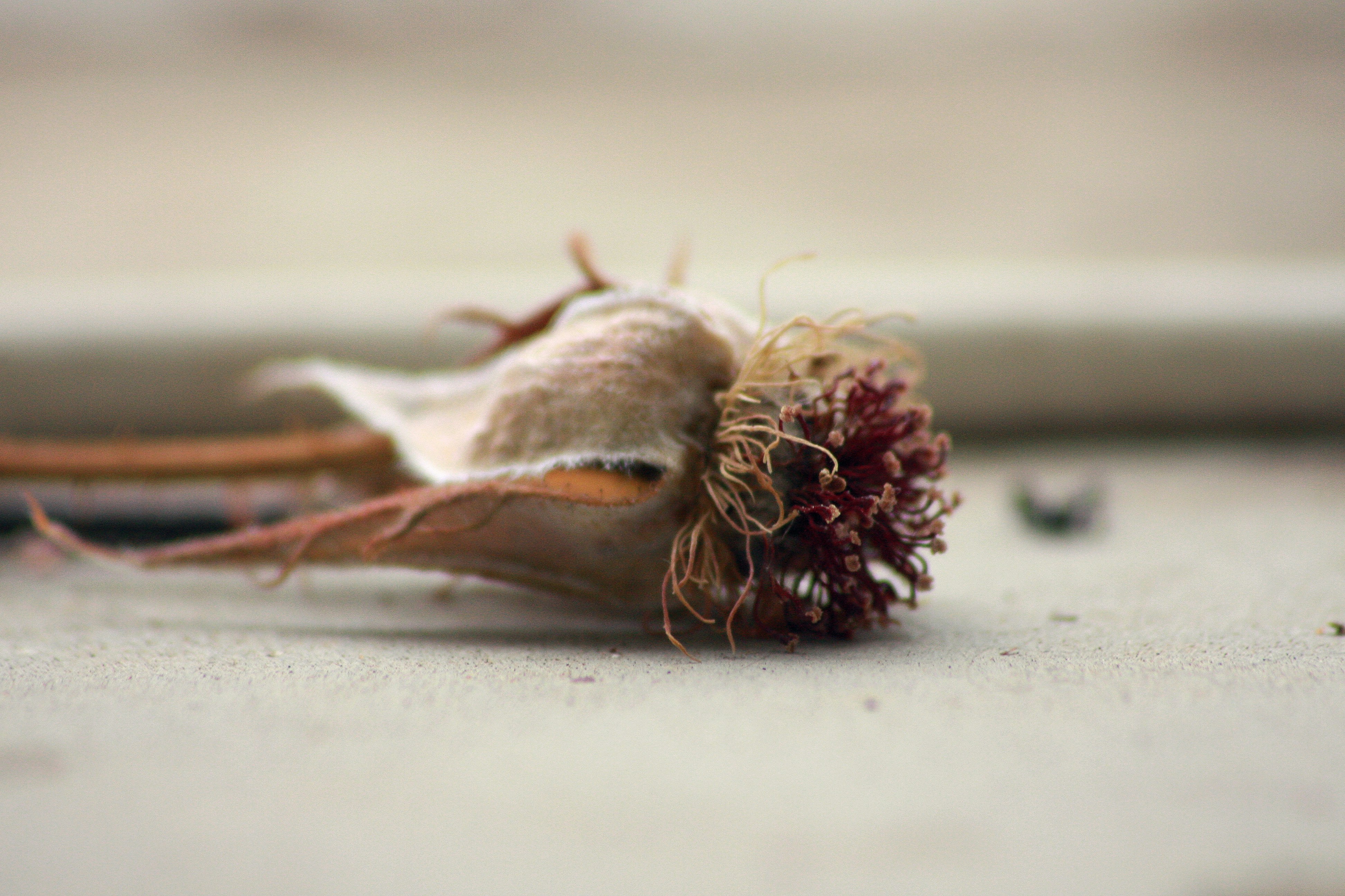 Free Unsplash photo from Víctor Jesús Carrasco