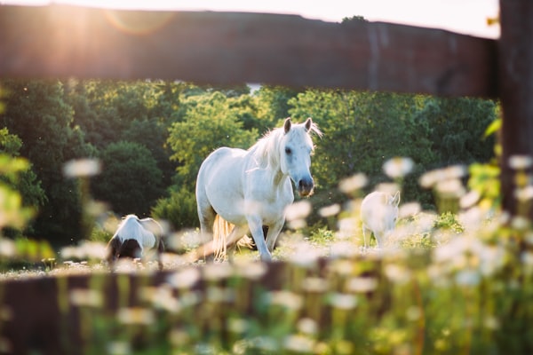 Sat - an albino Zebra