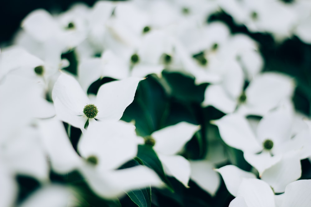 selective focus photography of white petaled flowers