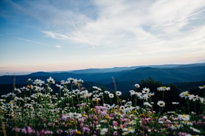 white and pink petaled flowering plants wildflower teams background