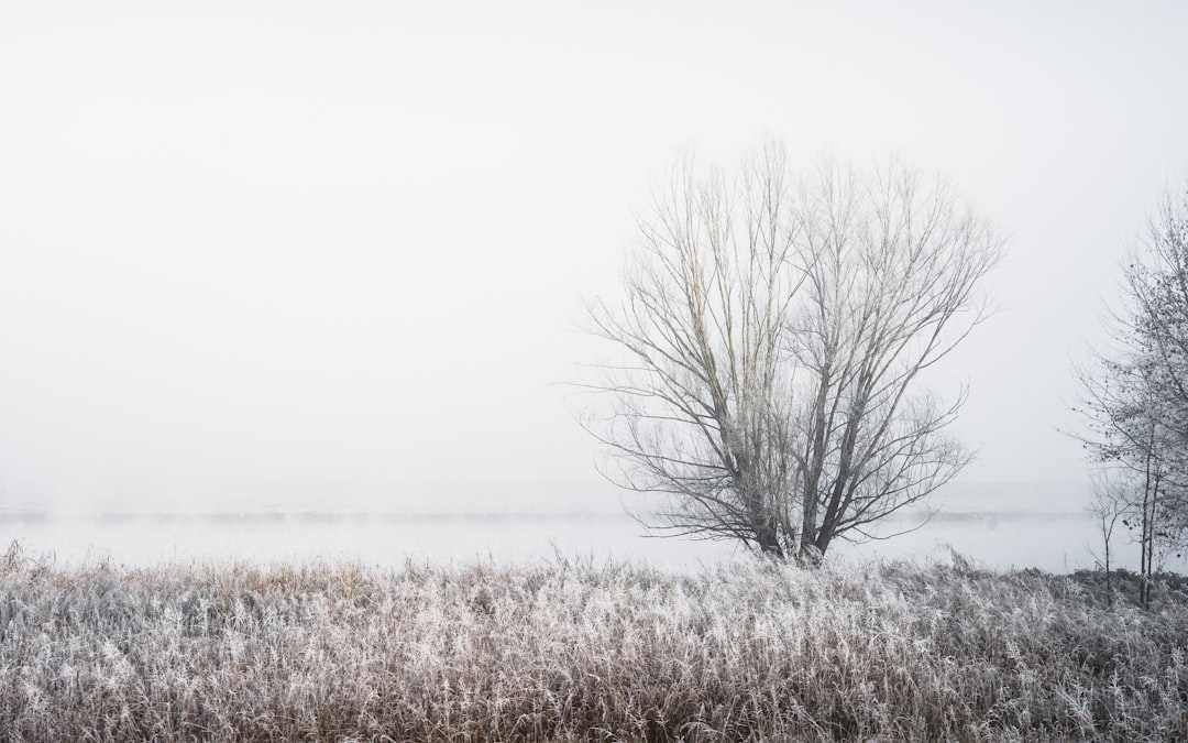 bare tree under white clouds