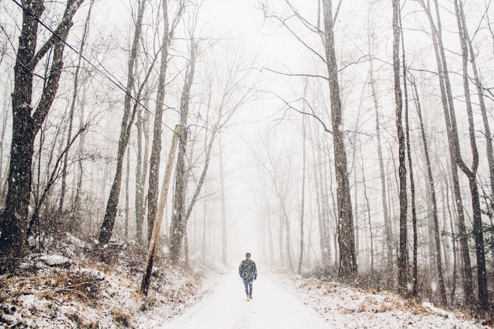 person walking on pathway between tall trees