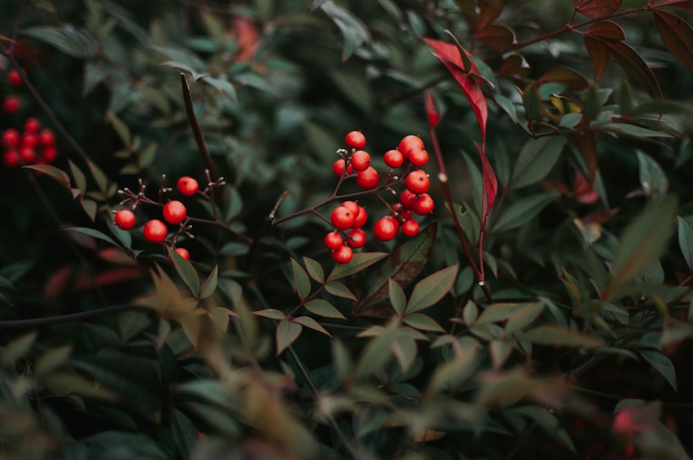 closeup photo of red cherries