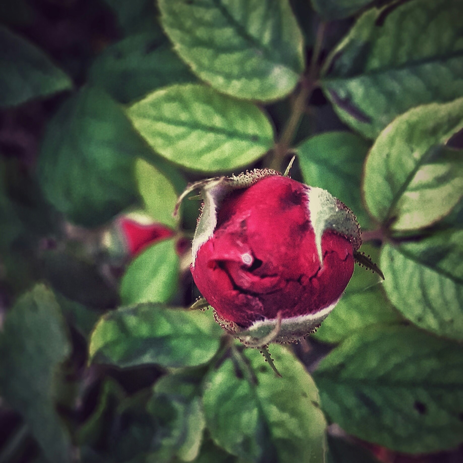 Free Unsplash photo from Preet Dhaliwal