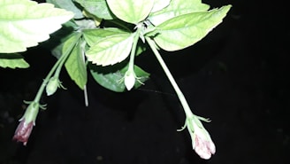 Close-up of fresh hibiscus petals and loose herbal tea leaves arranged on a pastel green background.