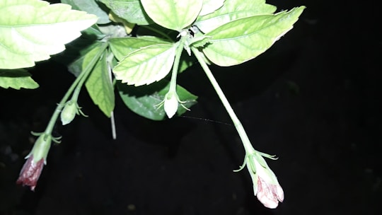 Close-up of fresh hibiscus petals and loose herbal tea leaves arranged on a pastel green background.
