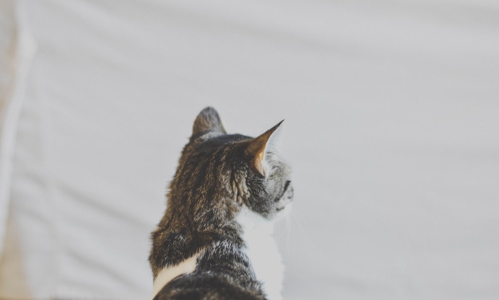 black and white cat near white textile