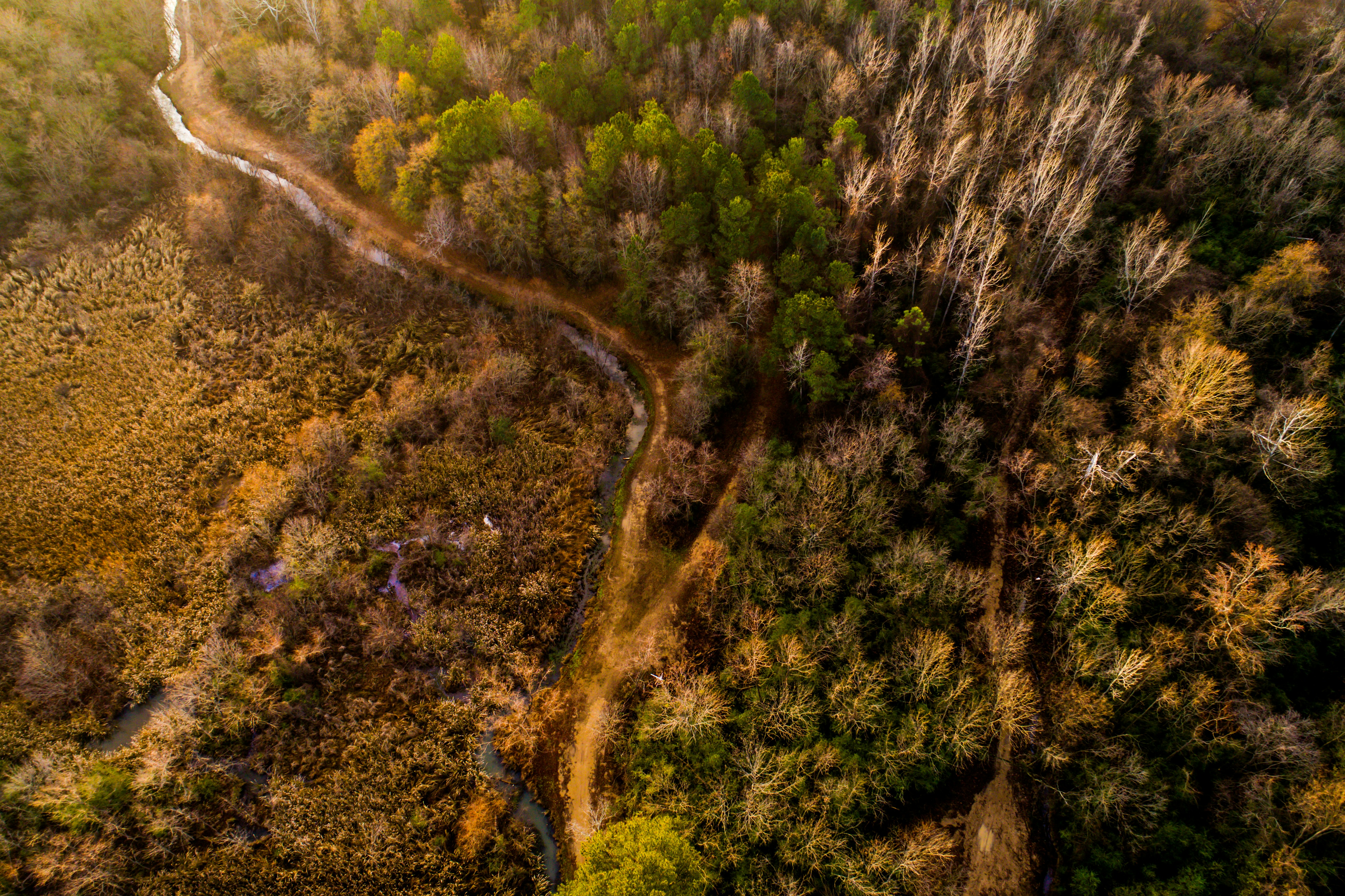 Magnificent forest from above