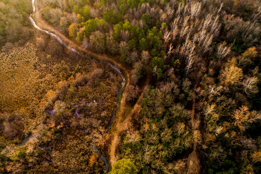 Fotografia a volo d'uccello di alberi