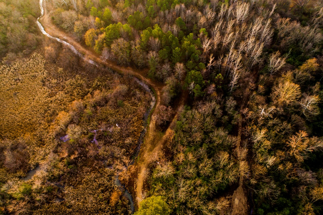 Forest photo spot Guntersville Alabama