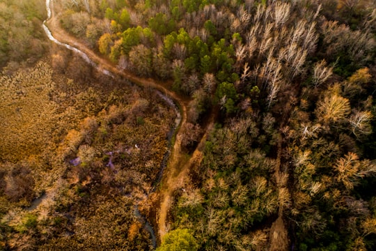 bird's-eye view photography of trees in Guntersville United States