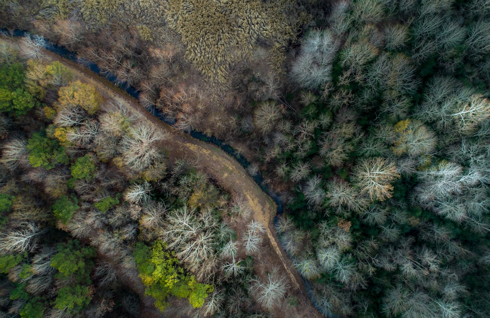 aerial photography of forest