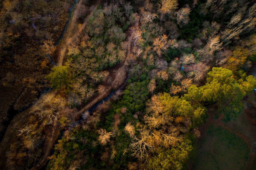 aerial photo of trees