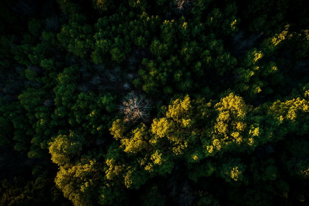foto de alto ângulo de árvores verdes